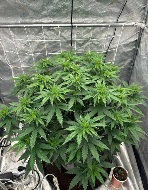 Exotic seeds- herz og