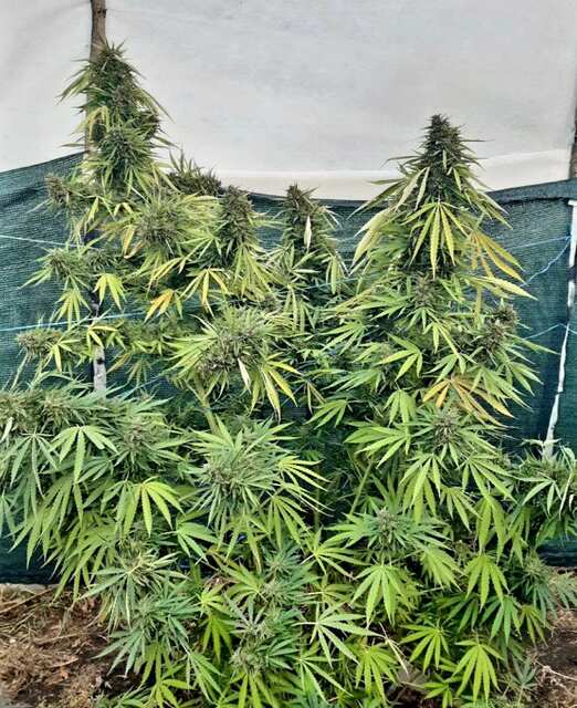 White Russian fast fem. Goodmaster,