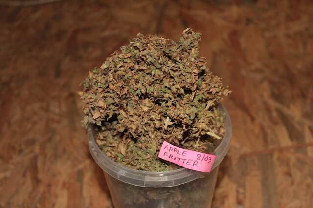 Apple Fritter buds
