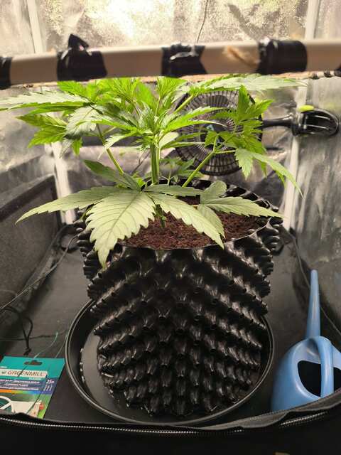GMO foto 21 ДВК