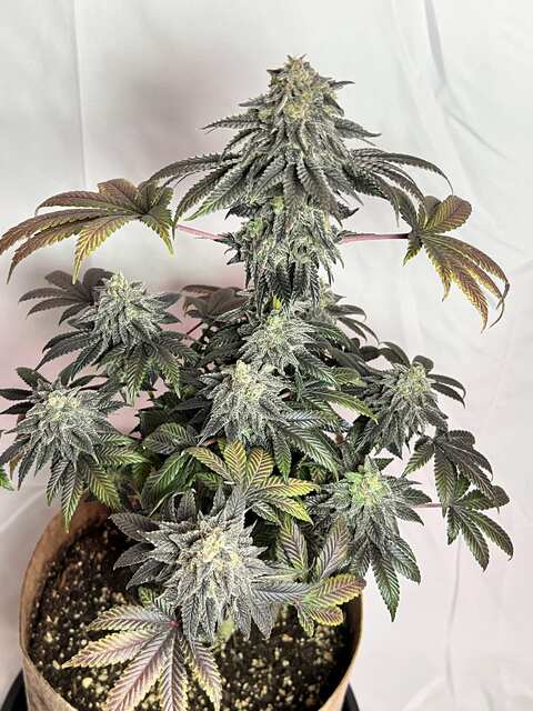 auto Gelato