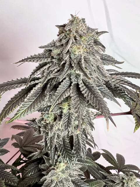 auto Gelato