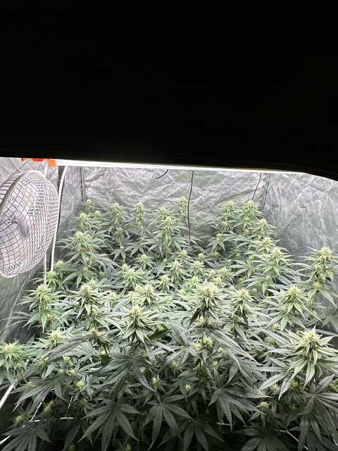 Herz OG- week 3 bloom