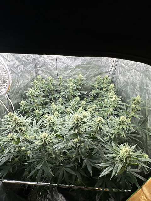Herz OG weeks 9