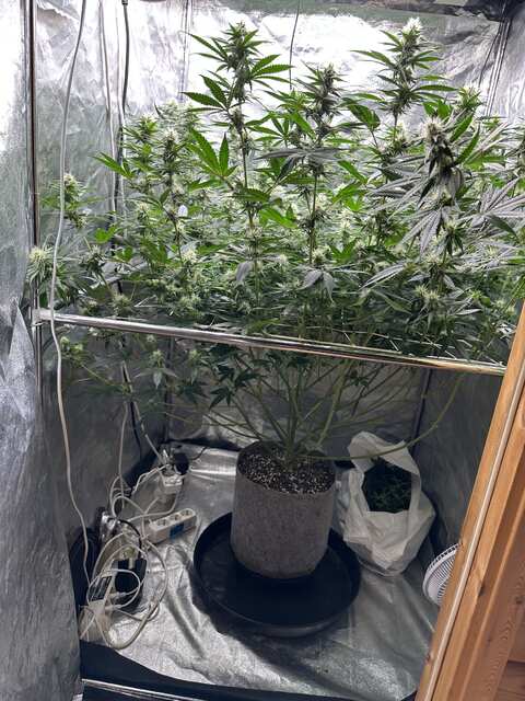 Herz OG- weeks 9