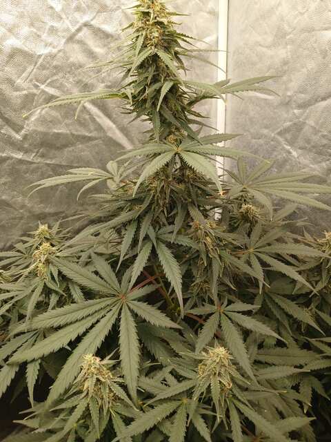 Colorado Cookies auto