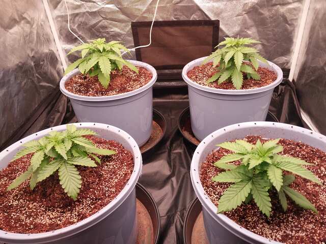 Watermelon Zkittlez, Amnesia Ryder, Big Grapes Gun, GMO Gun.