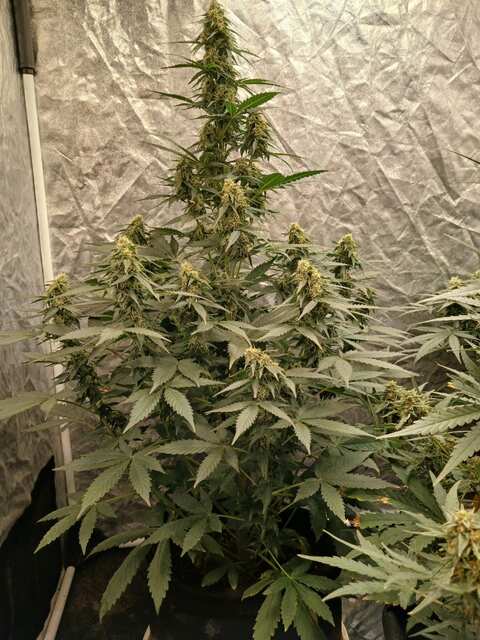 Banana Blaze auto @milen9