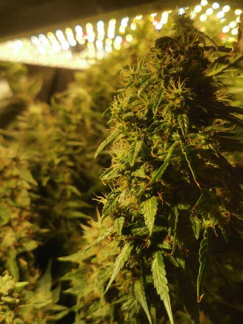 auto ak47