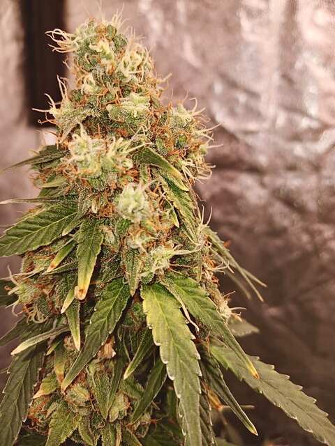 Banana Blaze