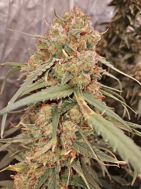 Colorado Cookies