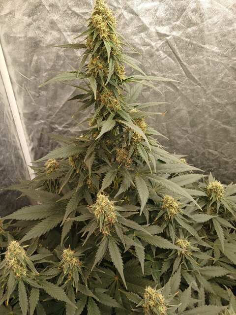 Banana Blaze auto