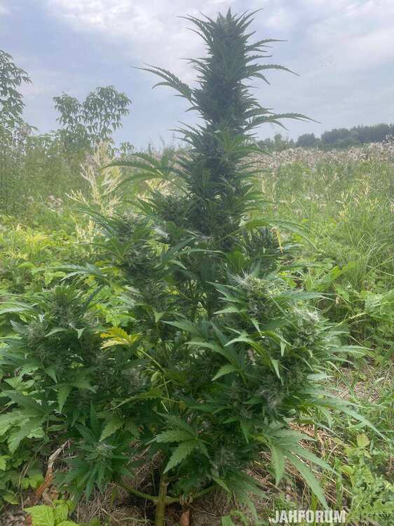 white widow.jpg