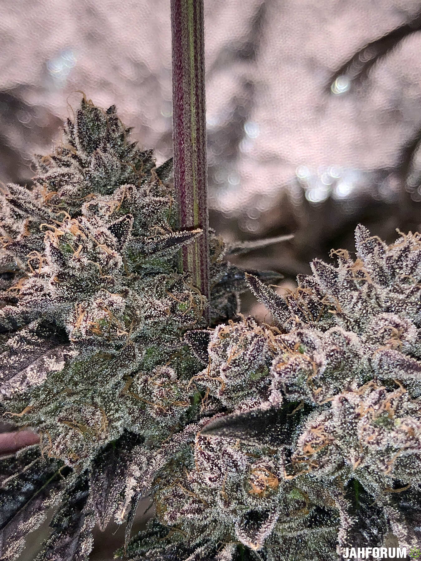 Indoor
