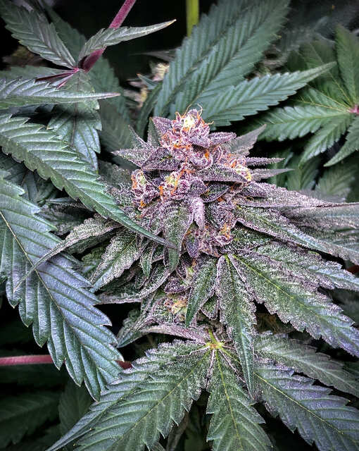 Super Sour Runtz (Atlas Seeds)