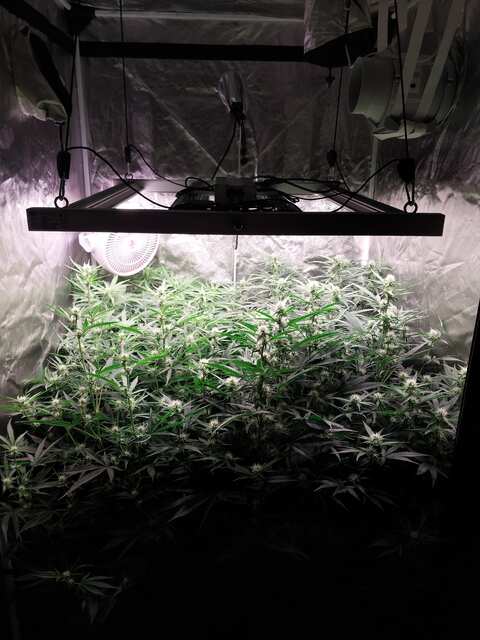 Watermelon Zkittlez, Amnesia Ryder, Big Grapes Gun, GMO Gun.