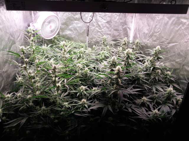 Watermelon Zkittlez, Amnesia Ryder, Big Grapes Gun, GMO Gun.