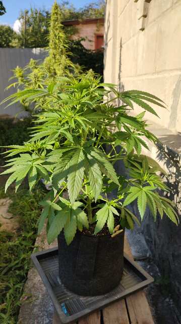 Golosa_Delicious