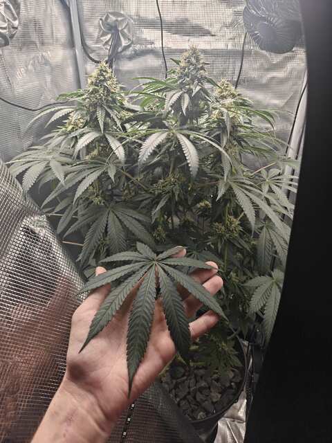 Kong's Krush. GHS. Bloom 5 week.