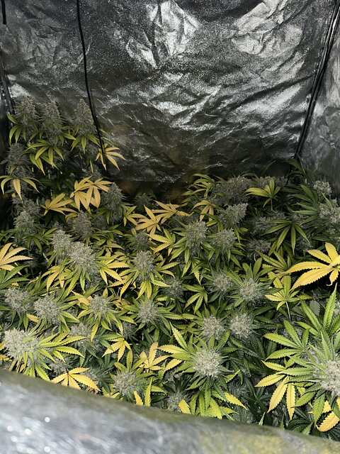Herz og harvest