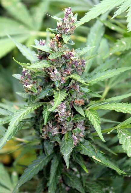Stardawg A.F.