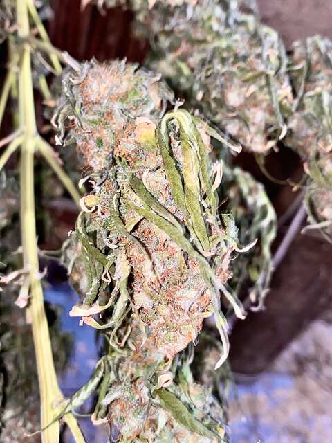 GMO Gun auto