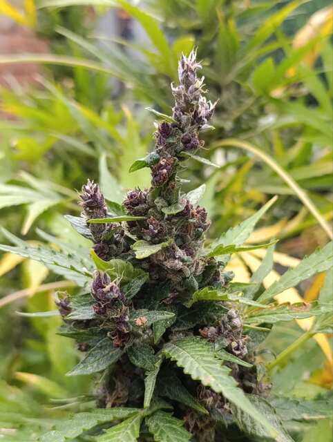 Stardawg (x Gorilla Glue)