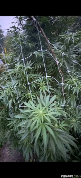 IMG_1606.jpeg