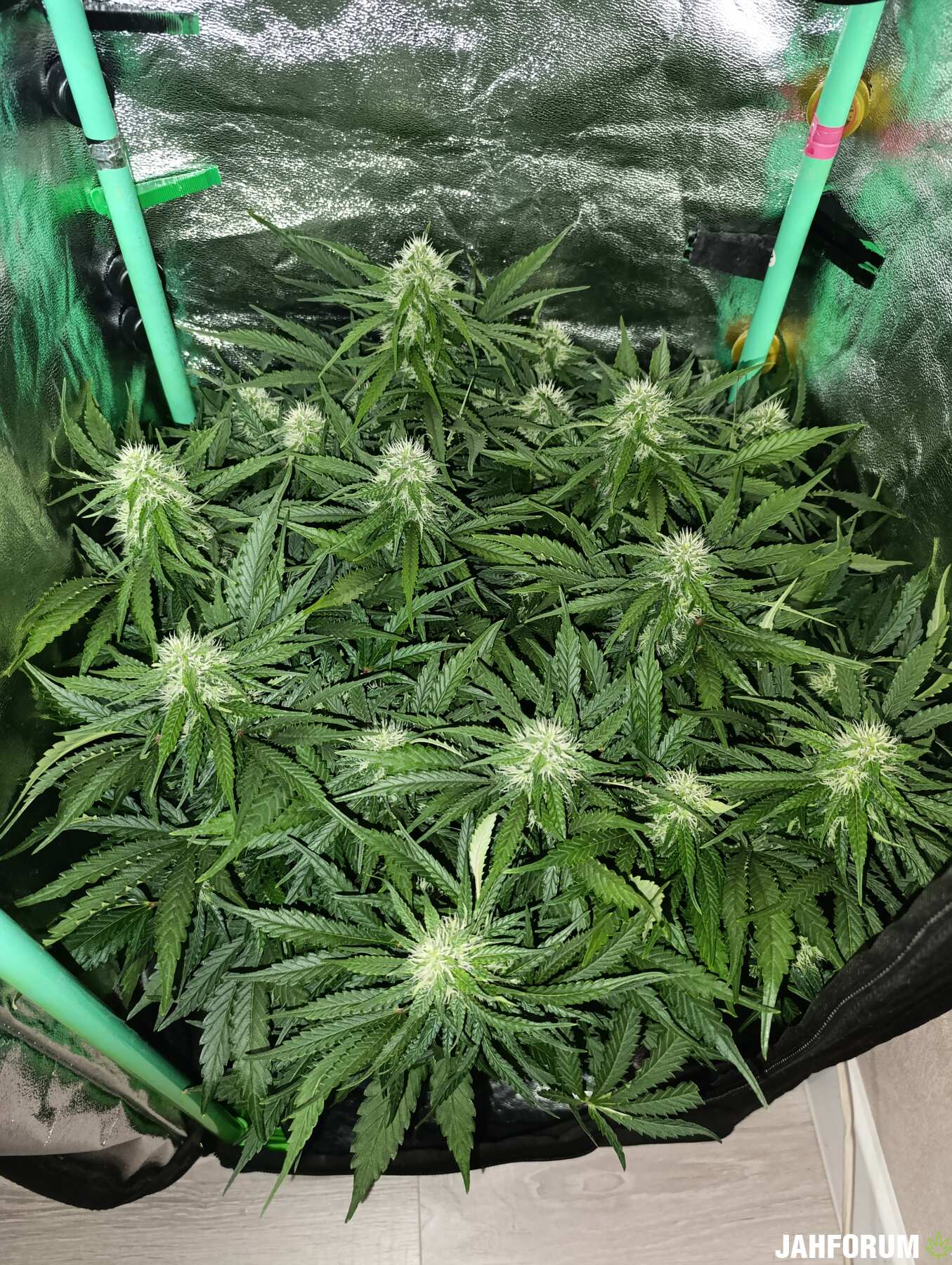 CBD Auto 1:1 (CBD Crack) Fast  Buds