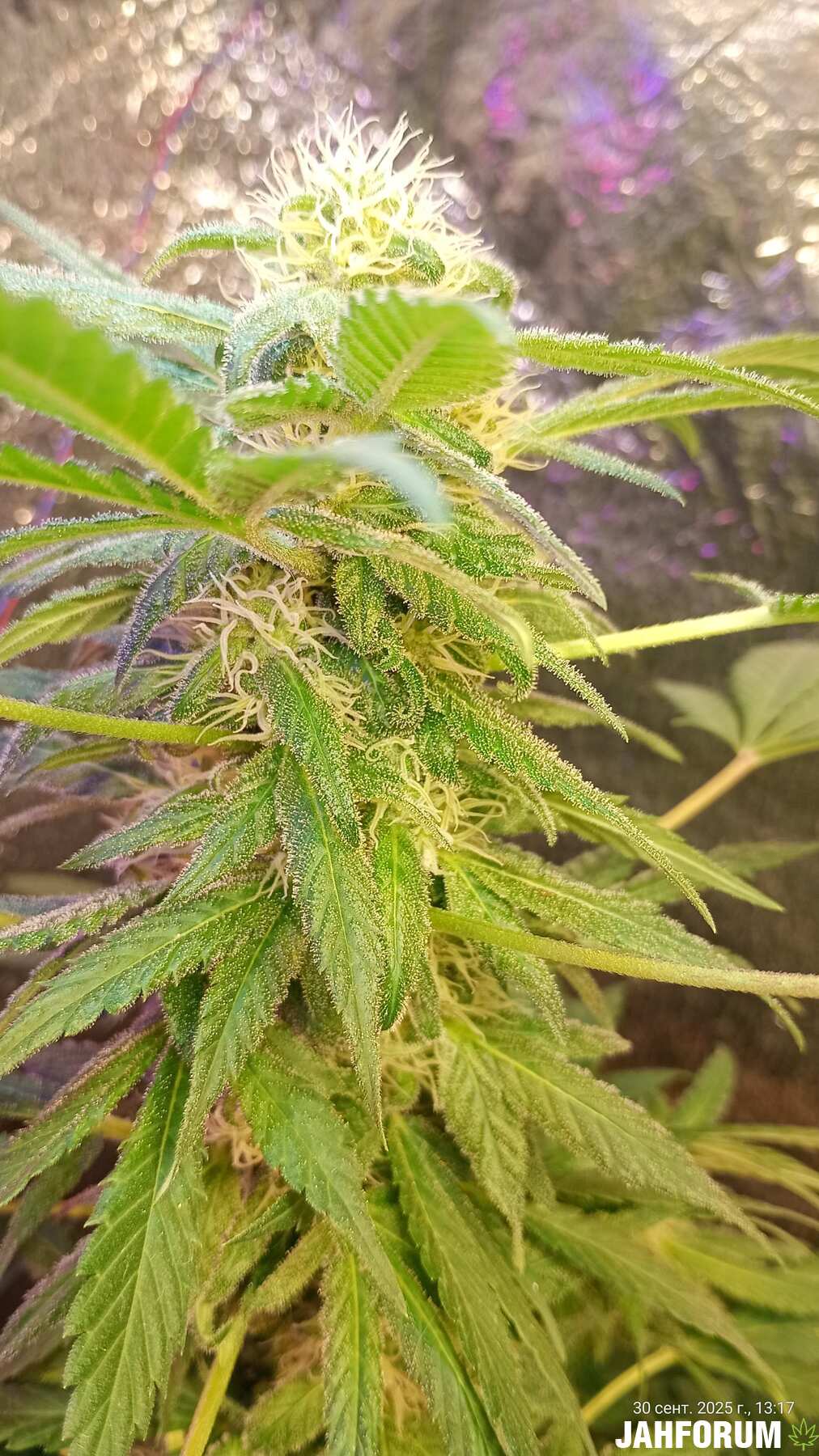 White Diesel Haze auto