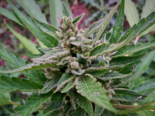 gorilla cookies (auto fem.) - fast buds