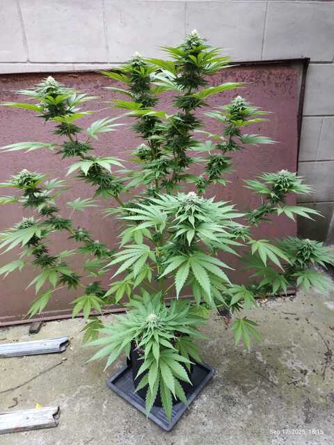 Eleven Roses (Delicious Seeds)
