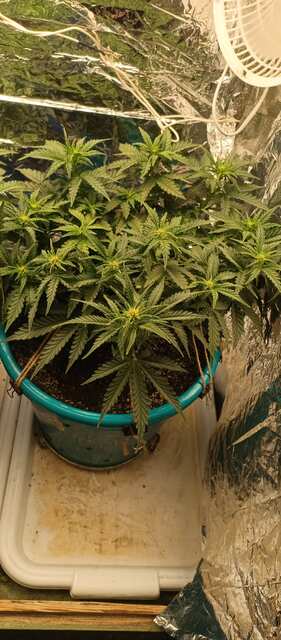 Gorilla cookies fast. b.