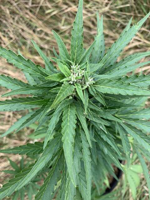 Gorilla cookies auto fastbuds 68 день