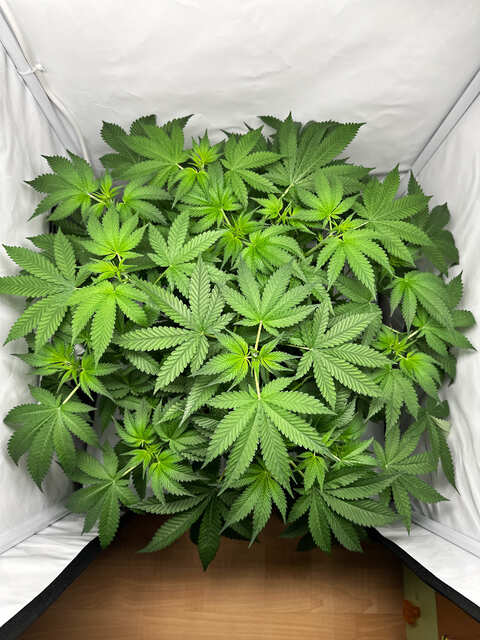 Auto Cherry Cola ⚫️🔴⚪️