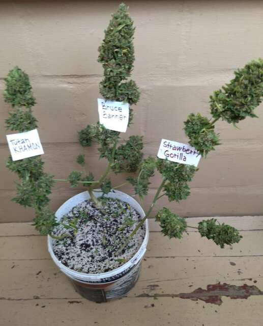 Goodmaster seeds,