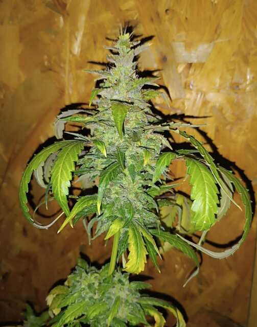 Auto Lemon AK,Goodmaster,