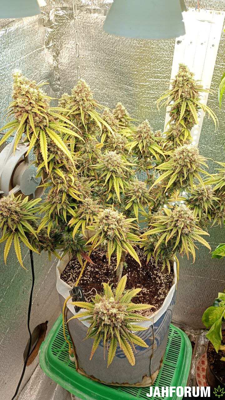 Green Power