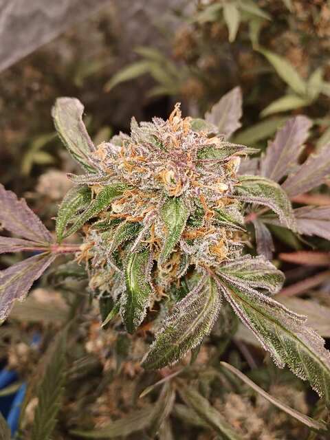 White Widow auto