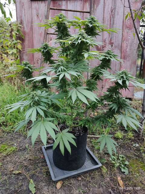 Golosa (Delicious Seeds)