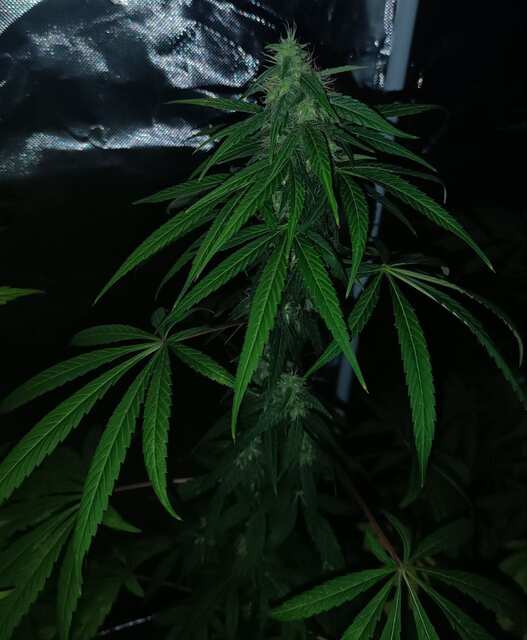 Wild#3 x mnogolistca reg.