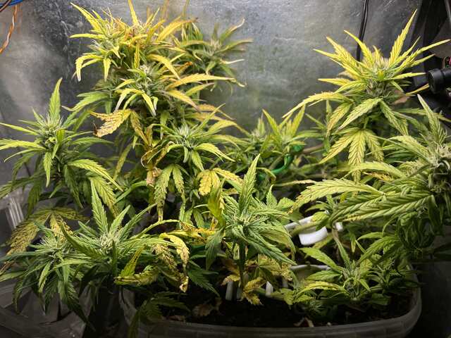 Насіння достигає