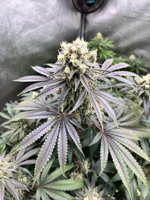 USA genetics