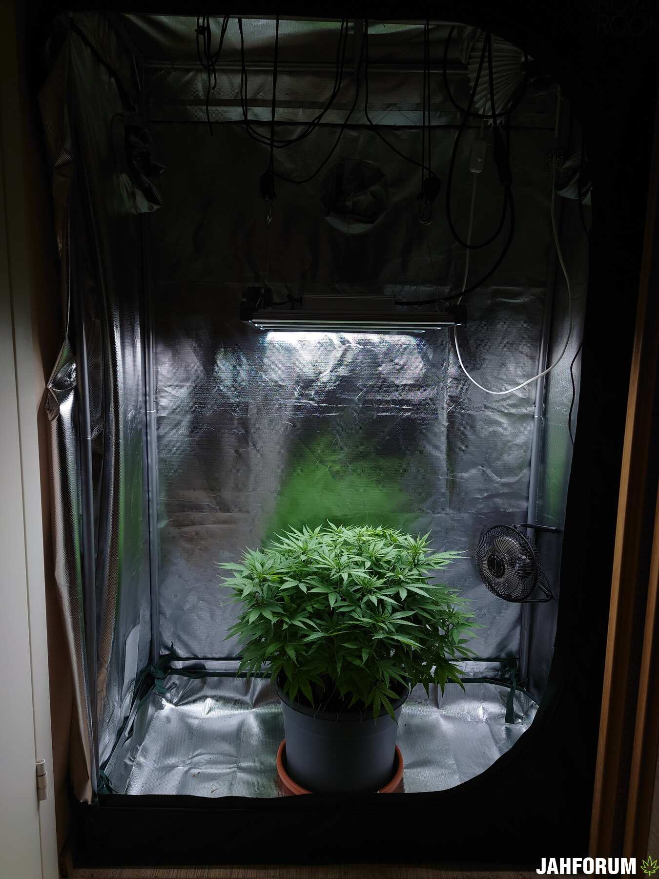 Фотик Амнезия . Земля . Лэд 150ват