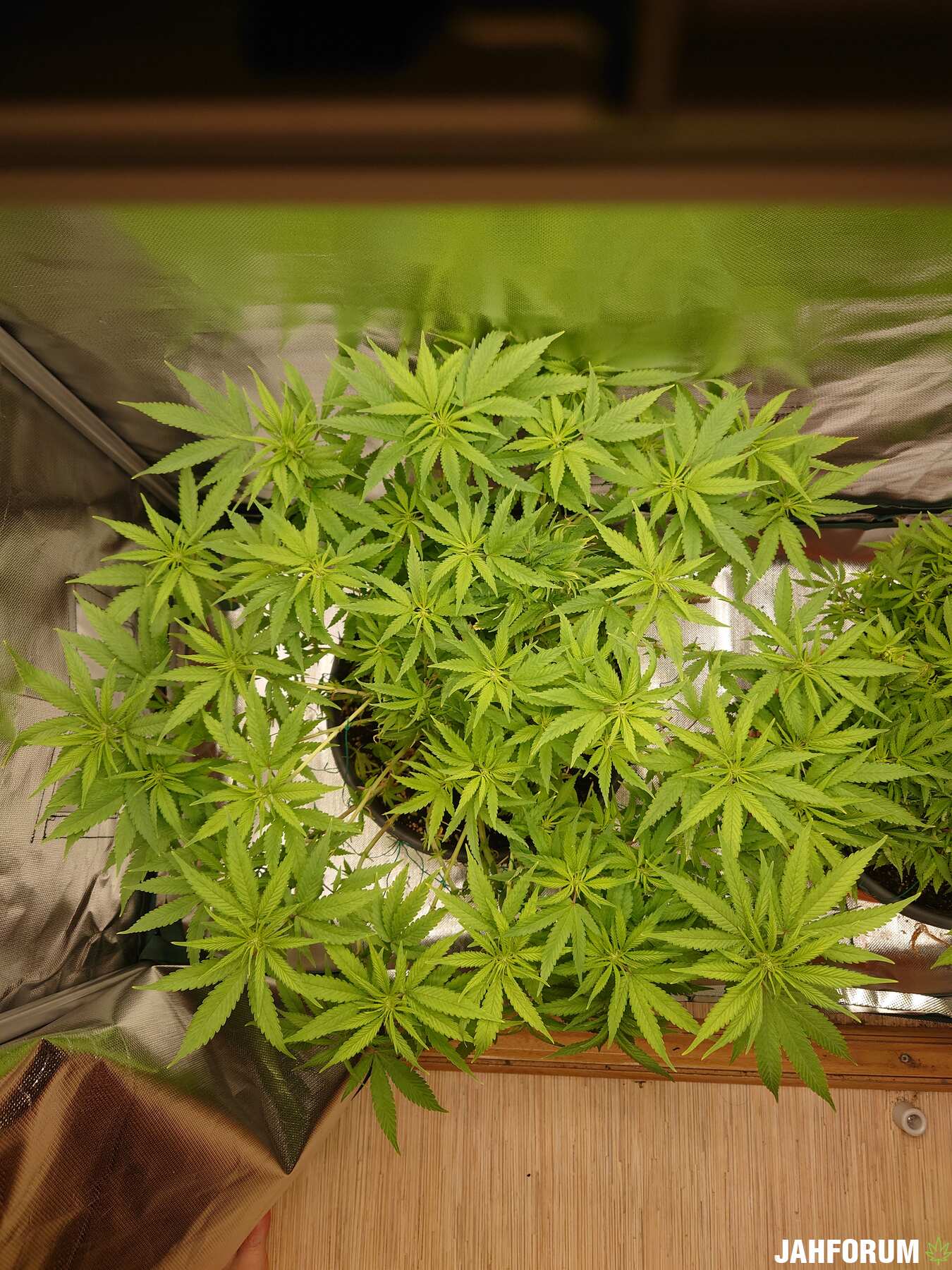 Фотик Амнезия . Земля . Лэд 150ват