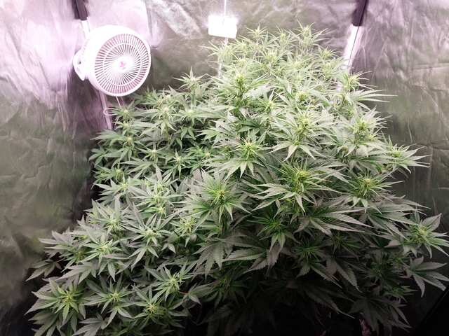 Sour Jealousy, Bruce Banner, G.S.C XXL, Big Bud XXL