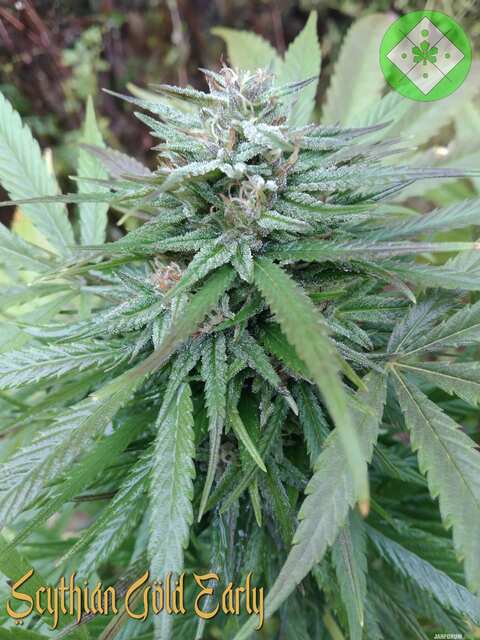 Scythian Gold Early(Outdoor2025)