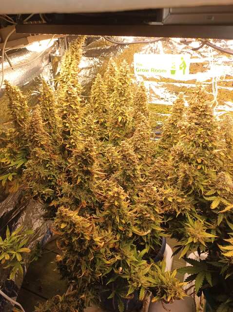 No name auto Buddha seeds