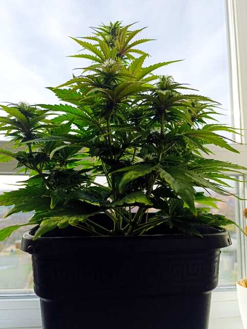 DOCTOR'S CHOICE Lowryder Automatic