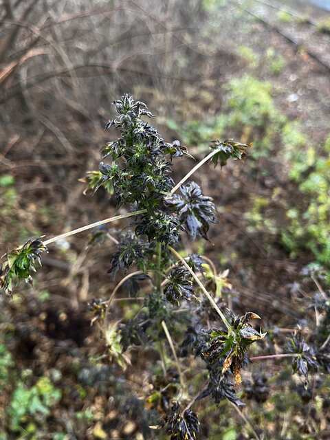 Інший фенотип